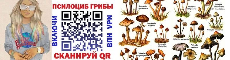 Псилоцибиновые грибы мицелий  Пущино 